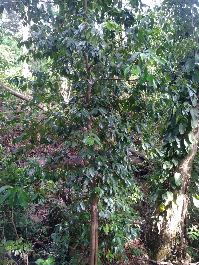 Calophyllum africanum