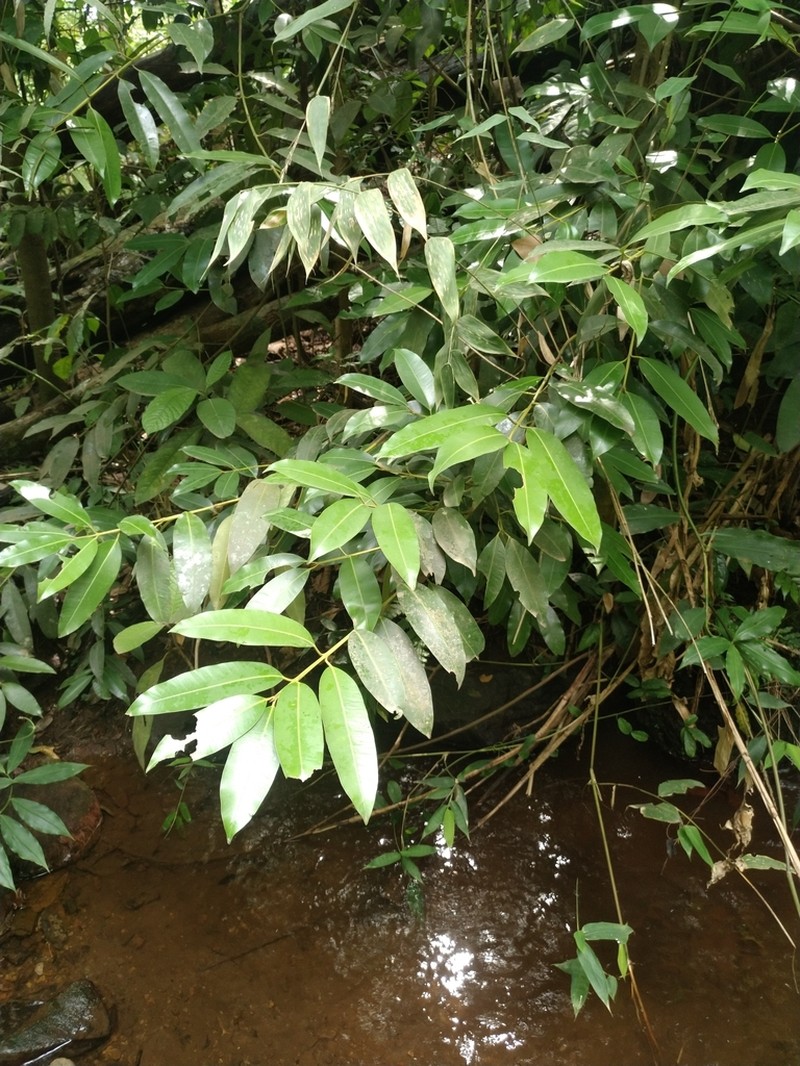 Calophyllum africanum photo 3