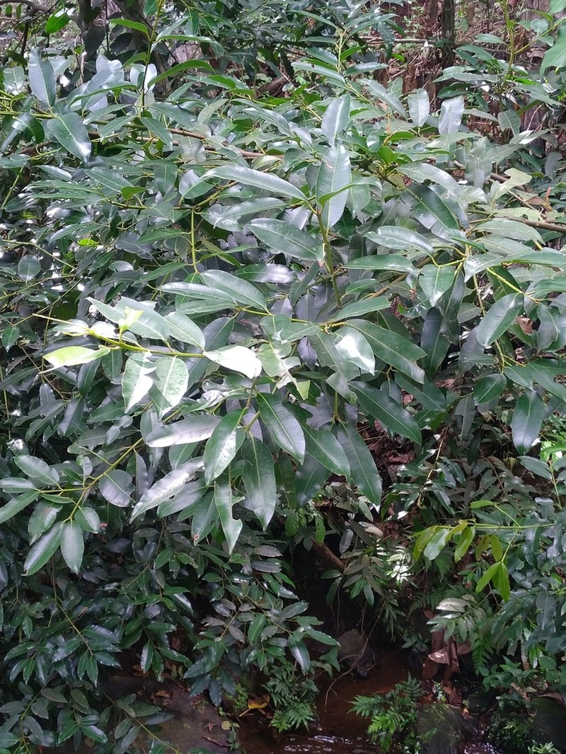 Calophyllum africanum photo 4