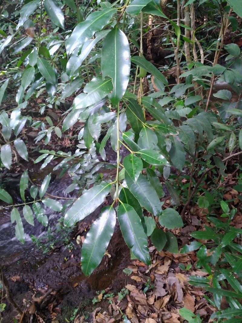 Calophyllum africanum photo 5