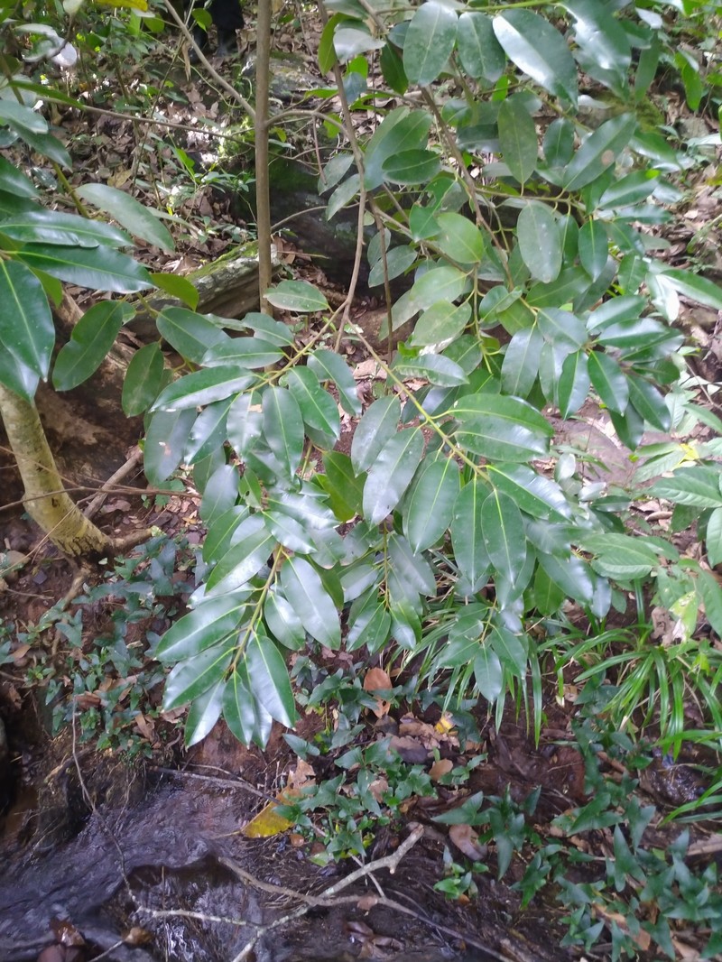 Calophyllum africanum photo 6