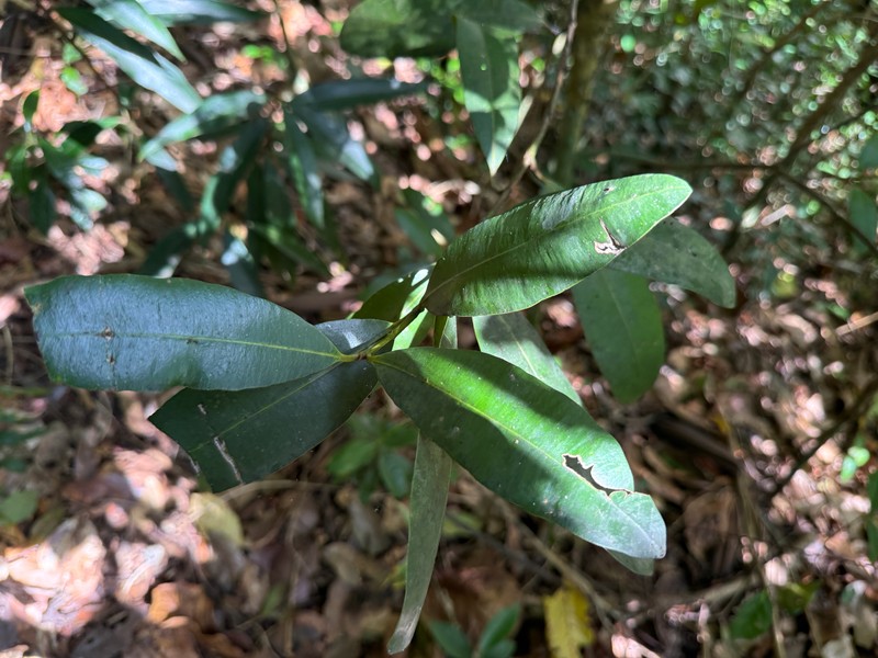 Antilles Calophyllum