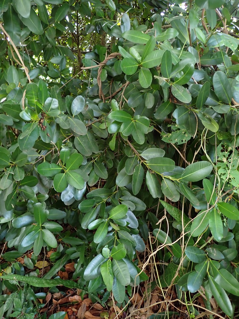Antilles Calophyllum photo 2