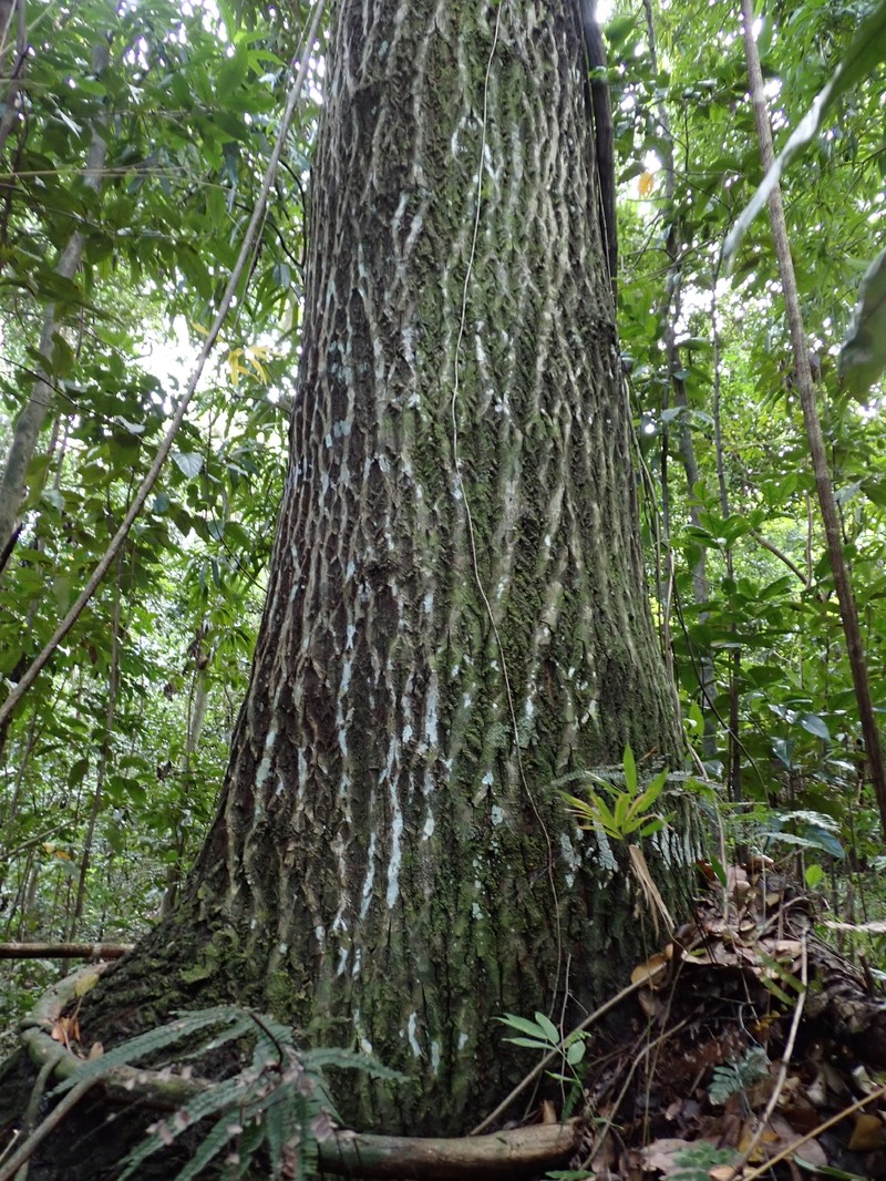 Antilles Calophyllum photo 3