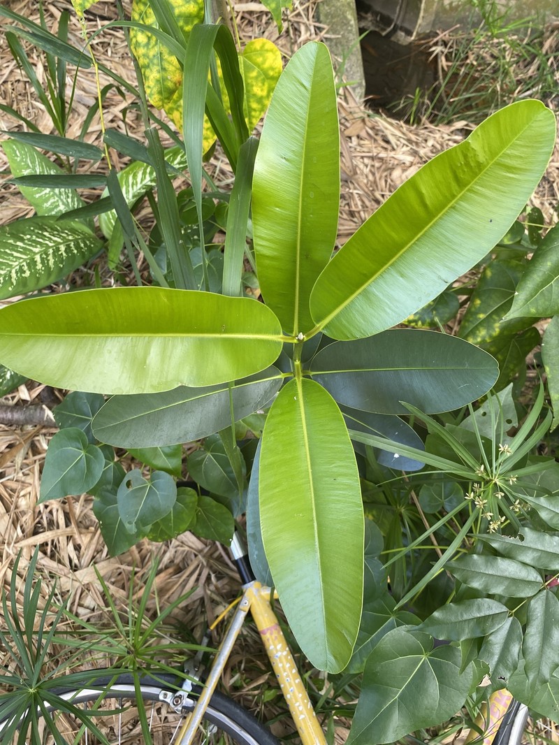 Antilles Calophyllum photo 4