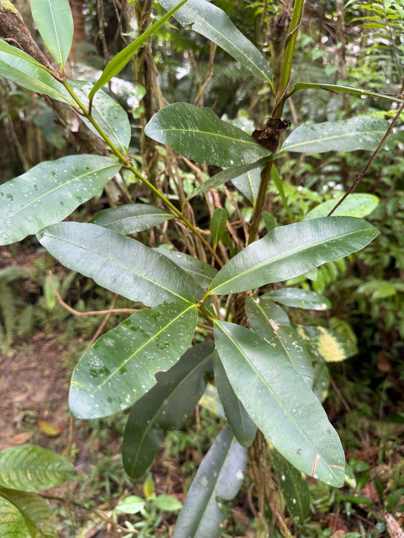 Antilles Calophyllum photo 5