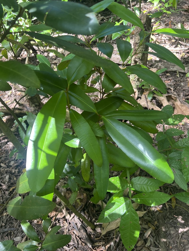 Antilles Calophyllum photo 6