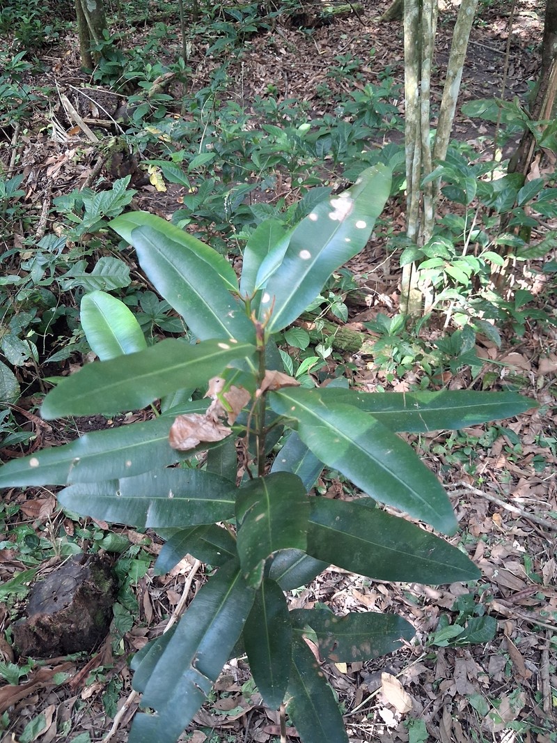 Antilles Calophyllum photo 7