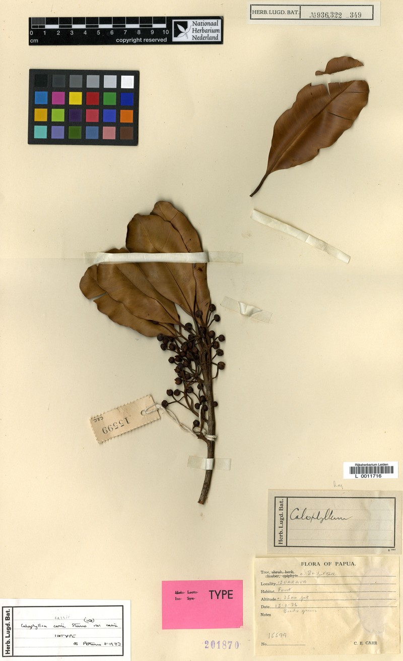 Calophyllum carrii var. carrii