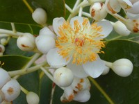 Alexandrian Laurel