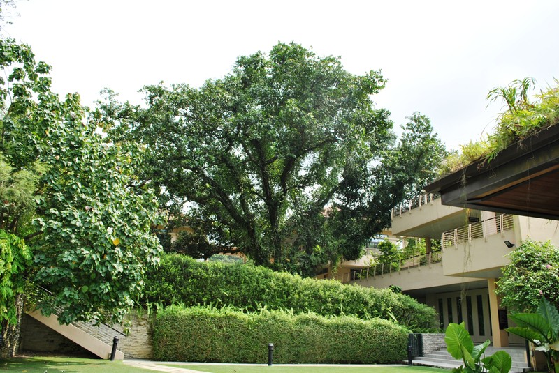 Alexandrian Laurel photo 2