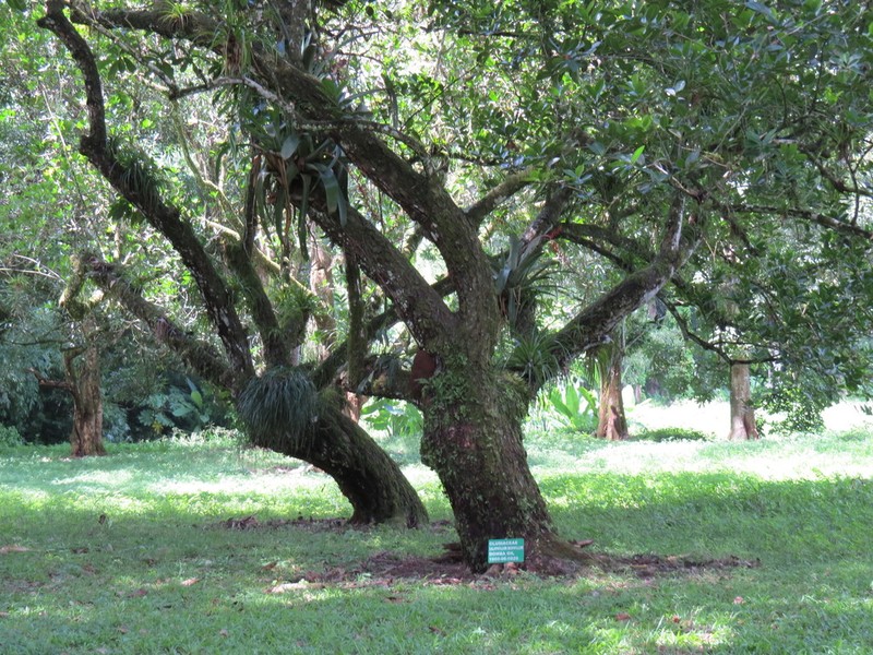 Alexandrian Laurel photo 3