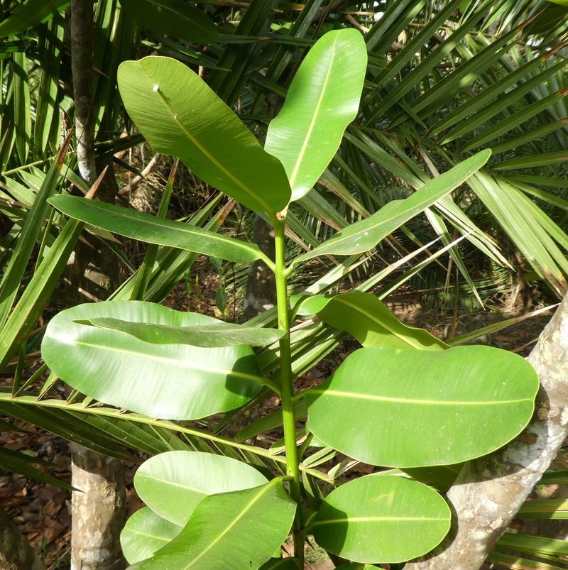 Alexandrian Laurel photo 5