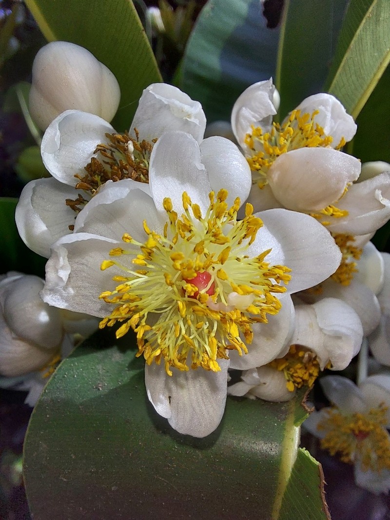 Alexandrian Laurel photo 6