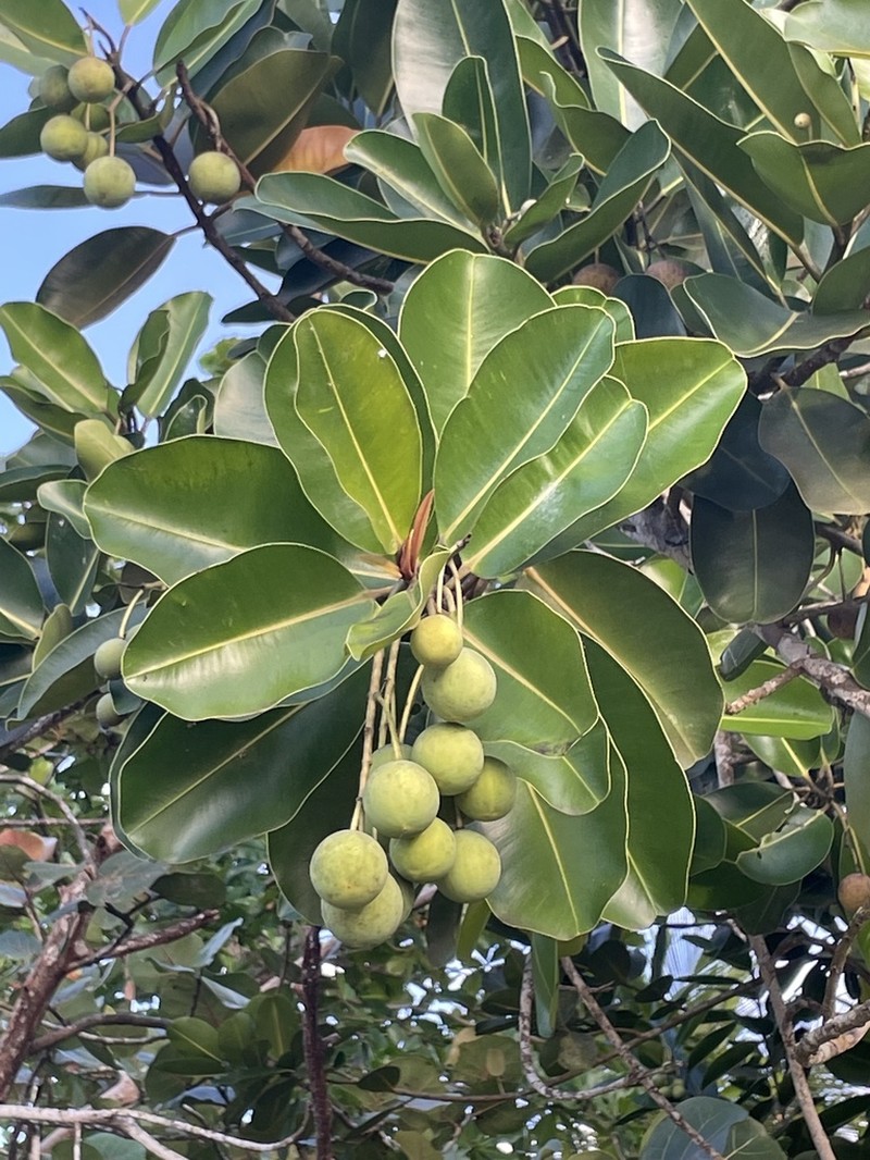 Alexandrian Laurel photo 7
