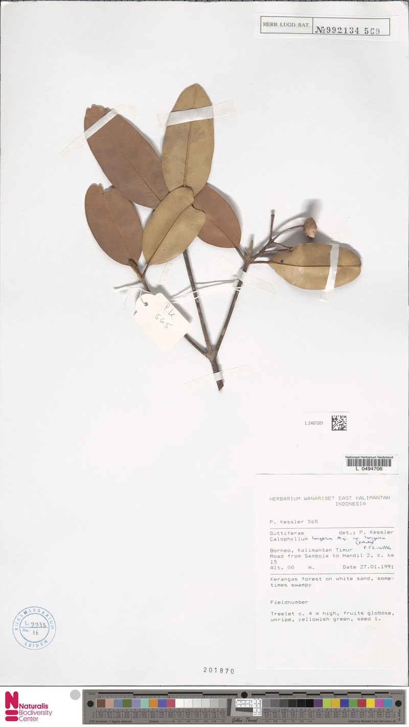Calophyllum lanigerum var. lanigerum