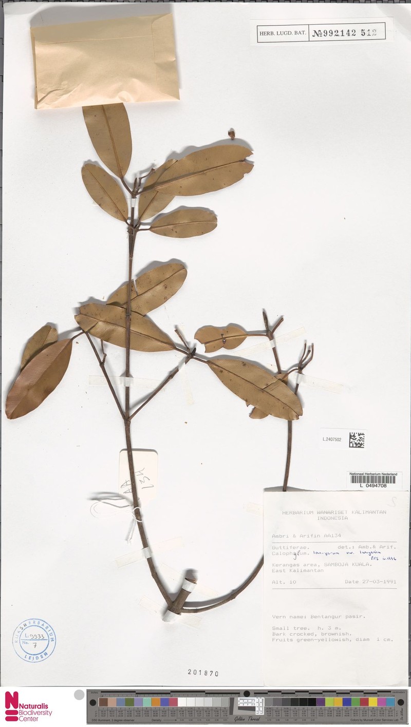 Calophyllum lanigerum var. lanigerum photo 2