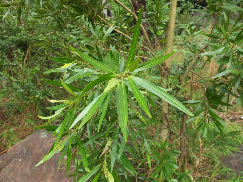 Calophyllum pascalianum