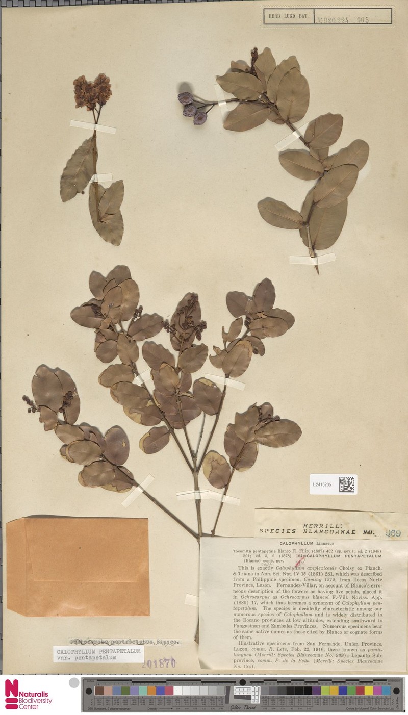 Calophyllum pentapetalum var. pentapetalum