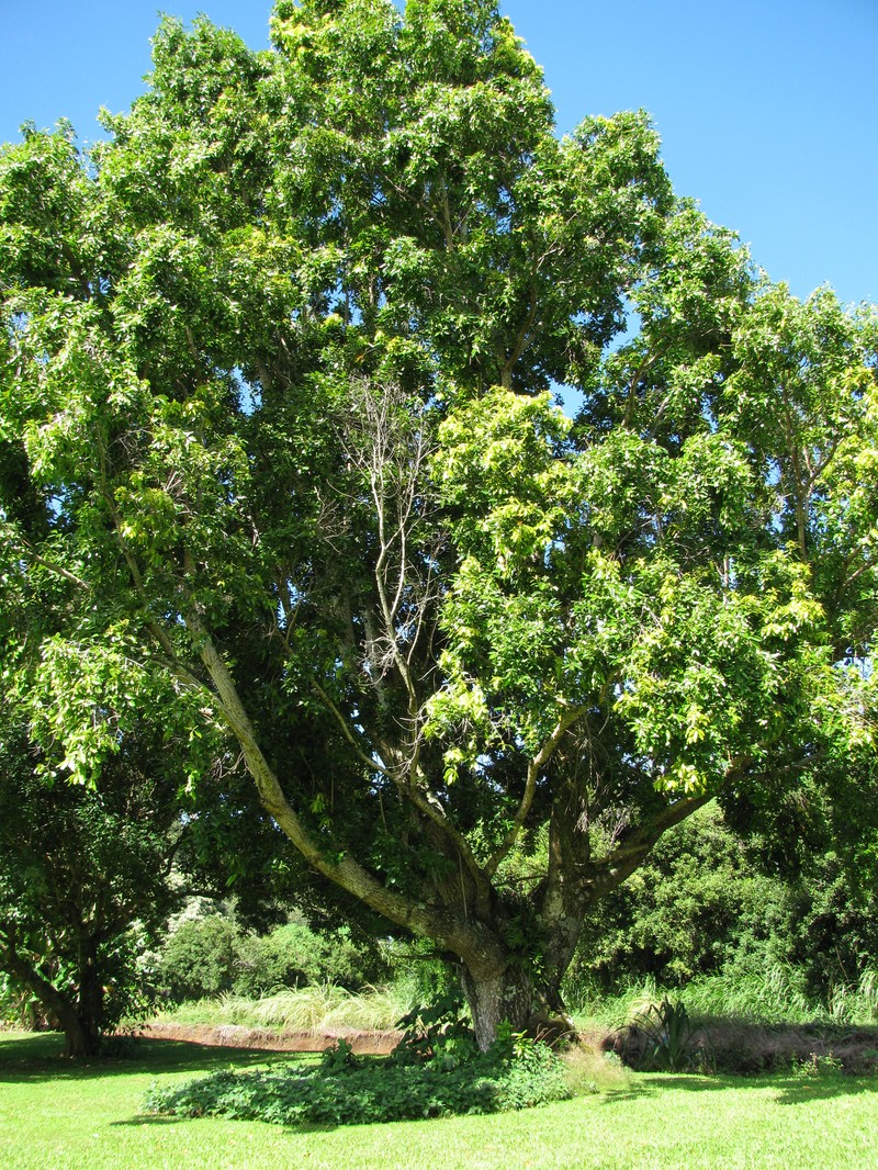Olebtaches photo 5