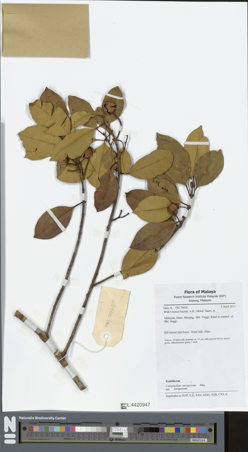 Calophyllum tetrapterum var. tetrapterum
