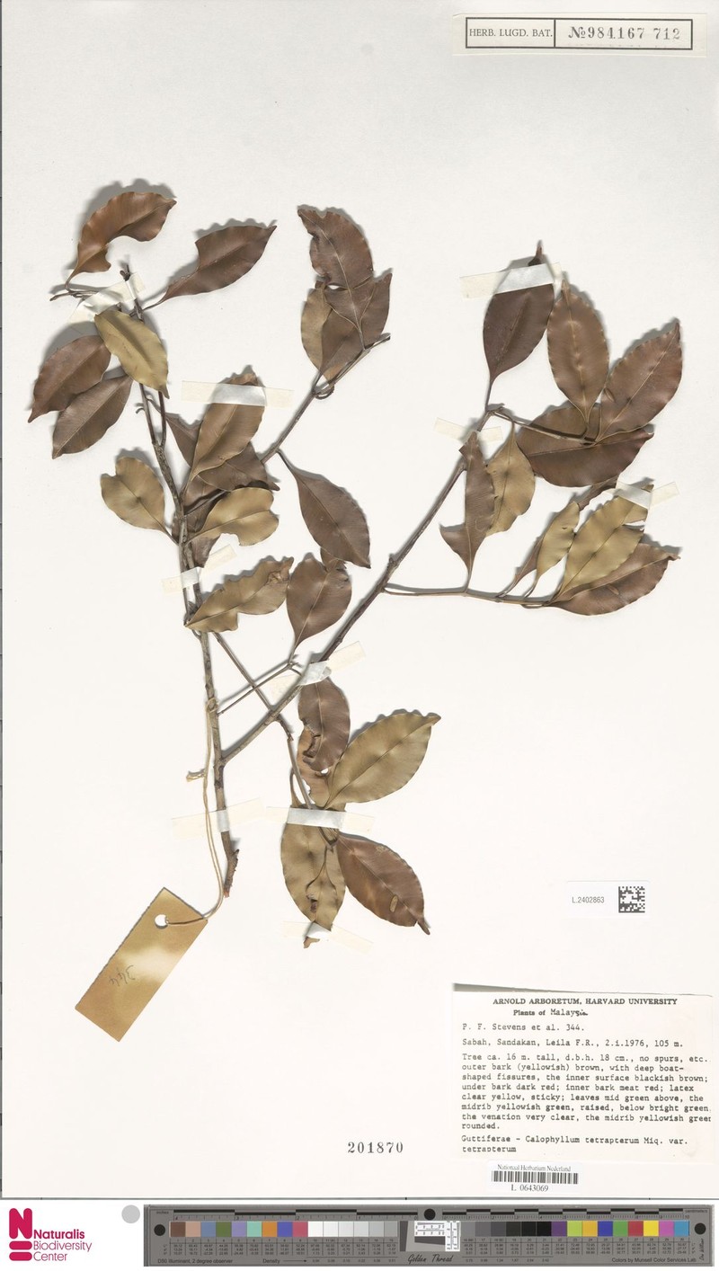 Calophyllum tetrapterum var. tetrapterum photo 2