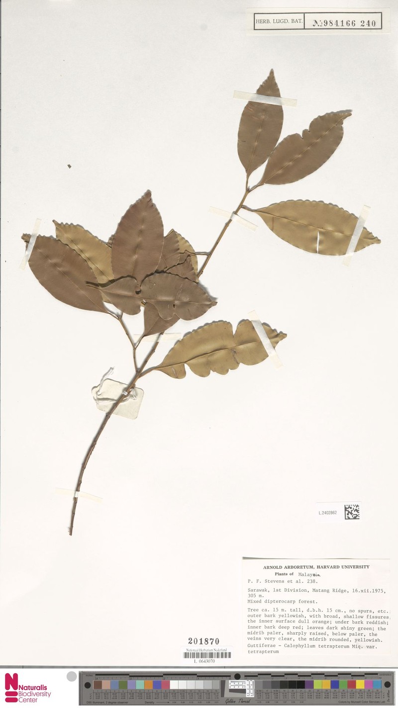 Calophyllum tetrapterum var. tetrapterum photo 3