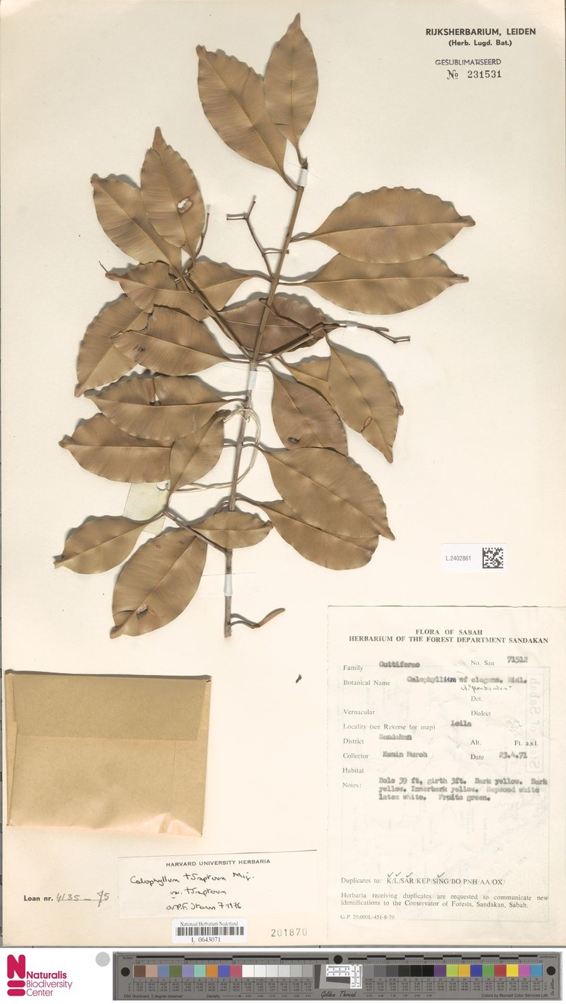 Calophyllum tetrapterum var. tetrapterum photo 4