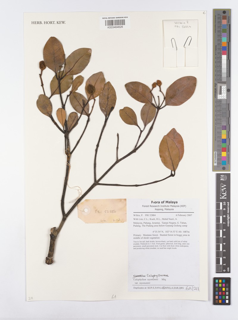 Calophyllum teysmannii var. teysmannii