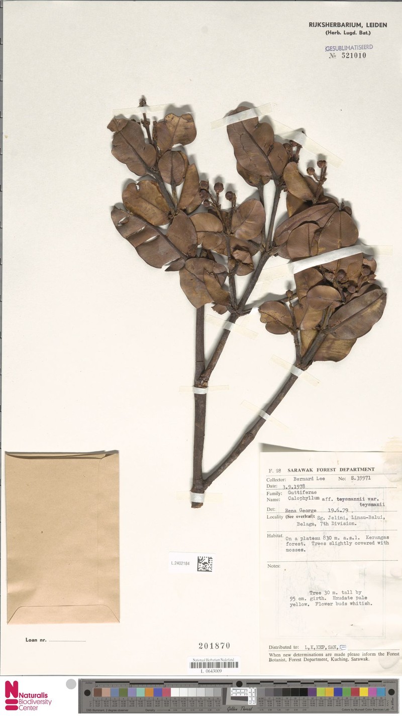 Calophyllum teysmannii var. teysmannii photo 2