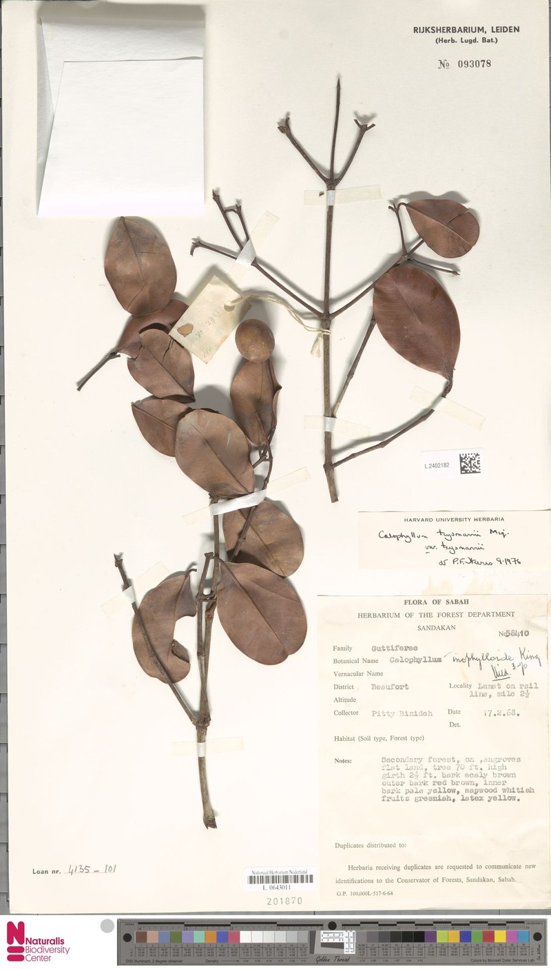 Calophyllum teysmannii var. teysmannii photo 3