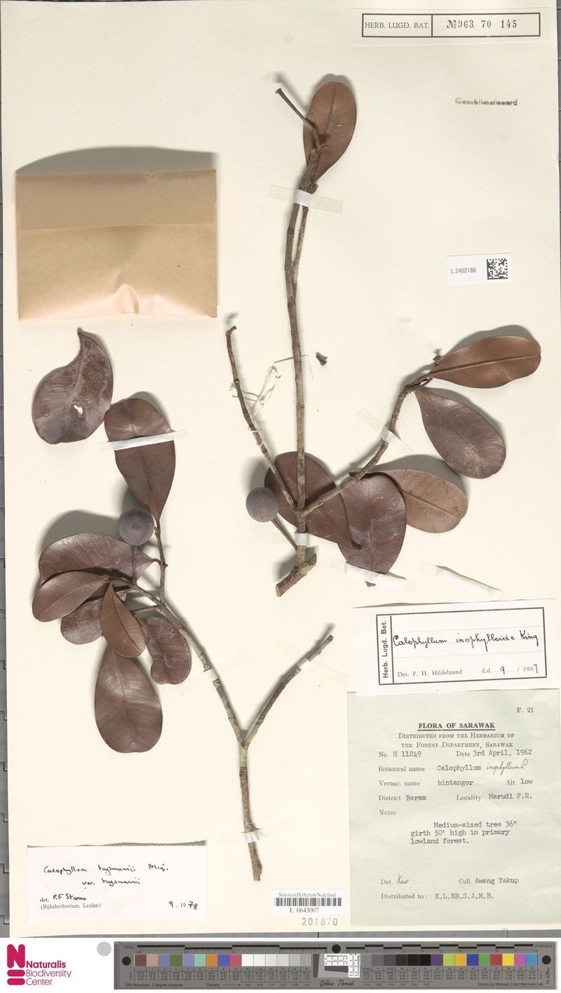 Calophyllum teysmannii var. teysmannii photo 4