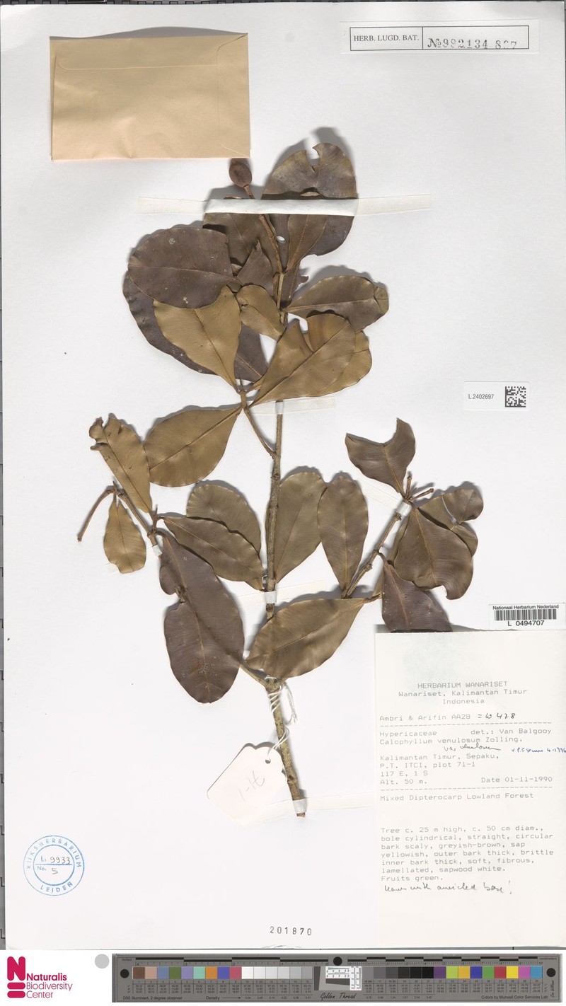 Calophyllum venulosum var. venulosum