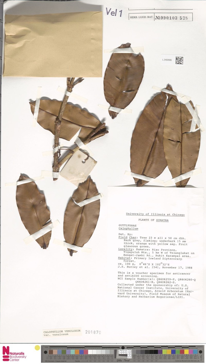 Calophyllum venulosum var. venulosum photo 2