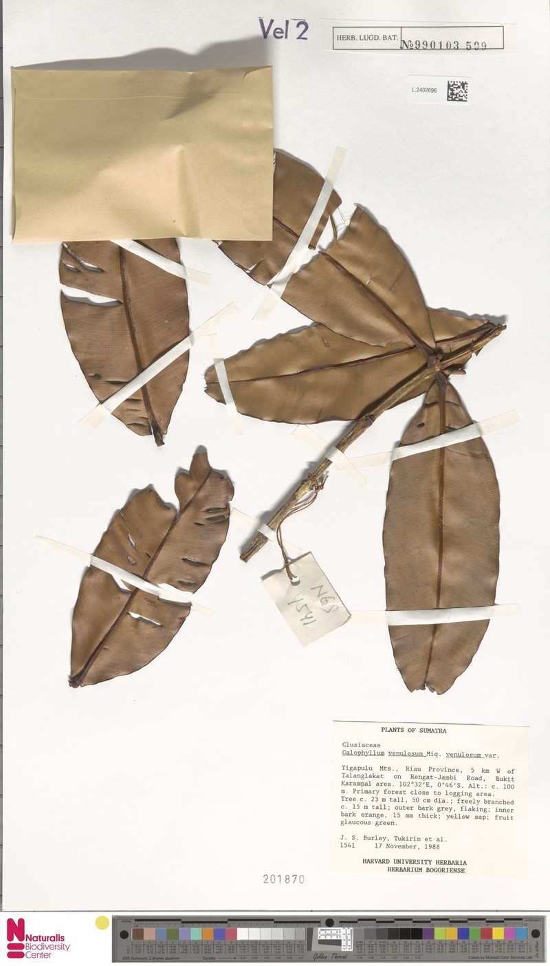 Calophyllum venulosum var. venulosum photo 3