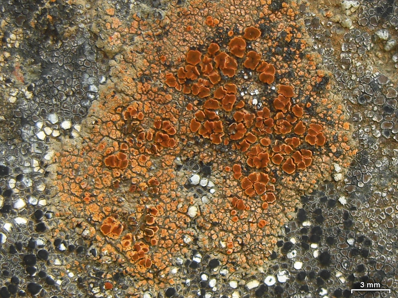 Orange Lichen