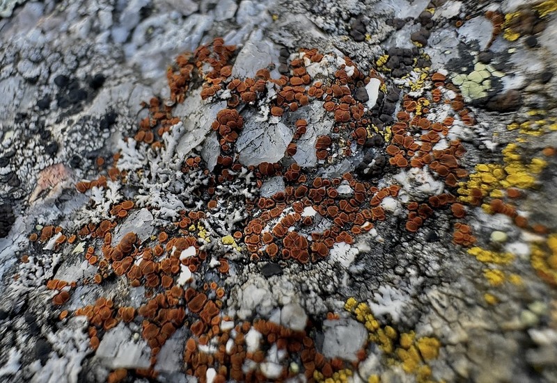 Orange Lichen photo 3