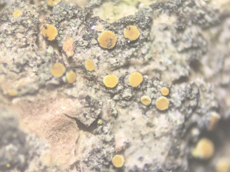Caloplaca ahtii