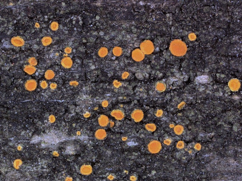 Caloplaca ahtii photo 2
