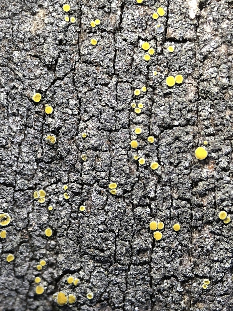 Caloplaca ahtii photo 3