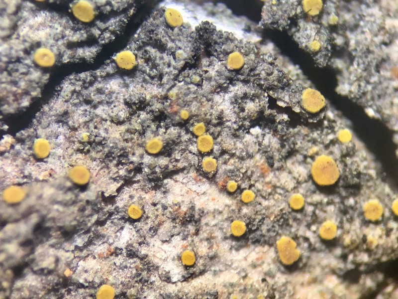 Caloplaca ahtii photo 4