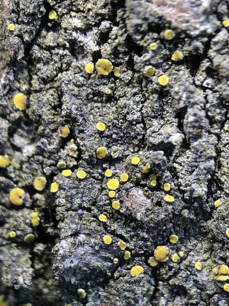 Caloplaca ahtii photo 5