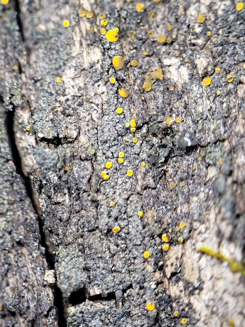 Caloplaca ahtii photo 6