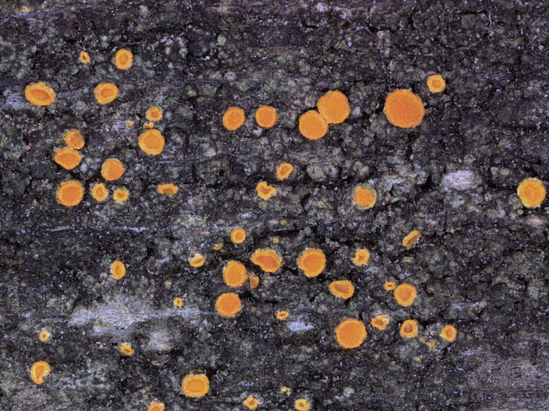 Caloplaca ahtii photo 7