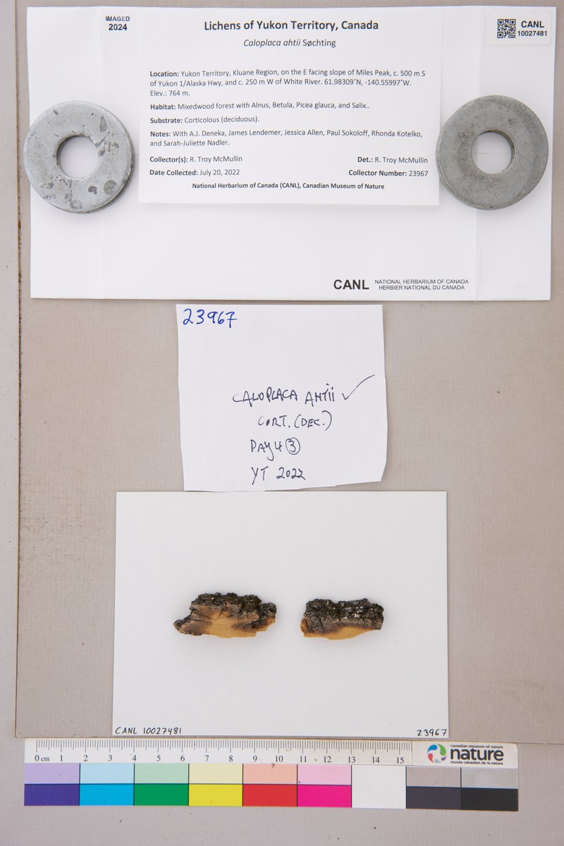 Caloplaca ahtii photo 8