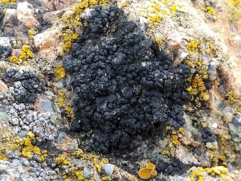 Variegated Orange Lichen