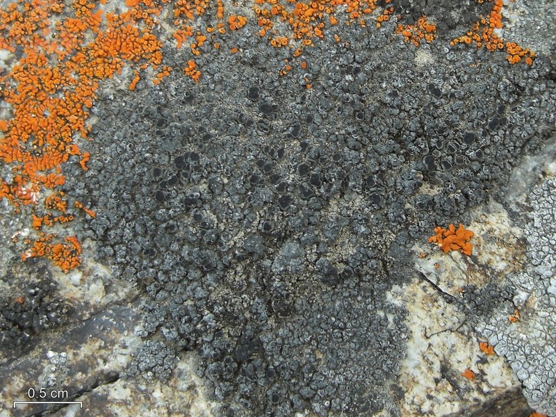 Variegated Orange Lichen photo 2