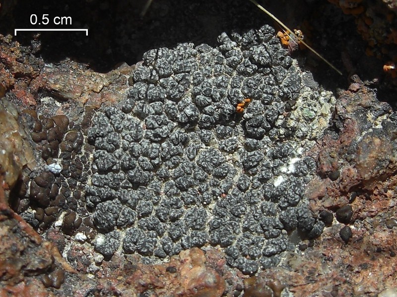 Variegated Orange Lichen photo 3