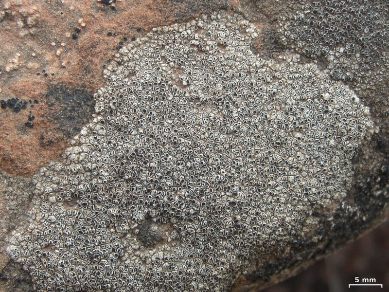 Variegated Orange Lichen photo 5