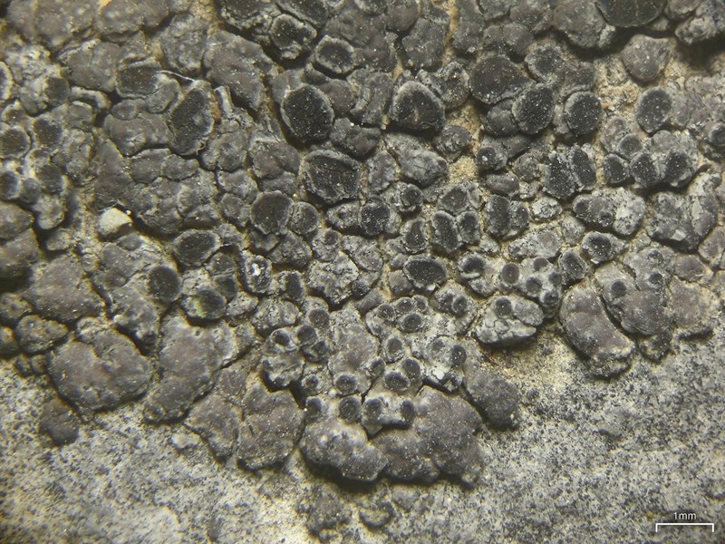 Variegated Orange Lichen photo 6